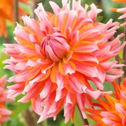 Menu Orange Turmoil Cactus Dahlia -US Garden Plants Sales 2024 74267 dahlia cactus orange turmoil