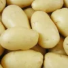 Menu Mega Chip White Seed Potatoes (Kennebec) 2 Menu Mega Chip White Seed Potatoes (Kennebec) -US Garden Plants Sales 2024 75100 mega chip white seed potatoes
