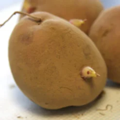 Menu Red La Soda Seed Potatoes (Pontiac) 5 Menu Red La Soda Seed Potatoes (Pontiac) -US Garden Plants Sales 2024 75102 red la soda seed potatoes 2 1