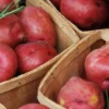 Menu Red Norland Seed Potatoes -US Garden Plants Sales 2024 75103 red norland seed potatoes