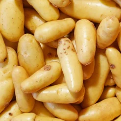 Menu Russian Banana Fingerling Potatoes 6 Menu Russian Banana Fingerling Potatoes -US Garden Plants Sales 2024 75108 russian banana fingerling potatoes