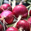 Menu Red Comred Onion Sets 2 Menu Red Comred Onion Sets -US Garden Plants Sales 2024 75109 red comred onion sets
