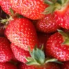 Menu All Star June-bearing Strawberry Plant -US Garden Plants Sales 2024 75113 all star june bearing strawberry plant 1