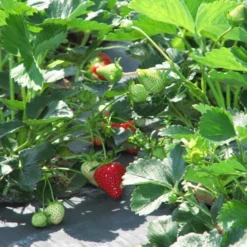 Menu Strawberry Rhubarb Pie Collection -US Garden Plants Sales 2024 75113 all star june bearing strawberry plant 2