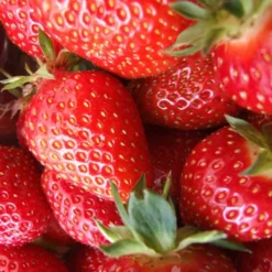 Menu Strawberry Rhubarb Pie Collection -US Garden Plants Sales 2024 75113 all star june bearing strawberry plant