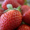 Menu Ozark Everbearing Strawberry Plant -US Garden Plants Sales 2024 75114 ozark everbearing strawberry plant
