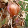 Menu Shallots -US Garden Plants Sales 2024 75115 shallots