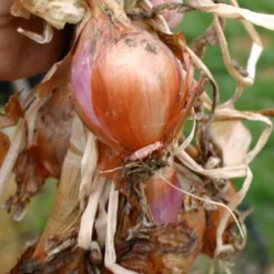 Menu Shallots