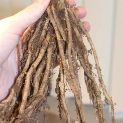 Menu Jersey Giant Asparagus Hybrid 2yr -US Garden Plants Sales 2024 75116 jersey giant asparagus 2