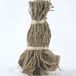 Menu Jersey Giant Asparagus Hybrid 2yr -US Garden Plants Sales 2024 75117 mary washington asparagus 1