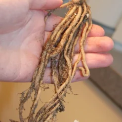 Menu Mary Washington Asparagus 2yr -US Garden Plants Sales 2024 75117 mary washington asparagus 3