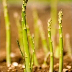 Menu Mary Washington Asparagus 2yr -US Garden Plants Sales 2024 75117 mary washington asparagus 4