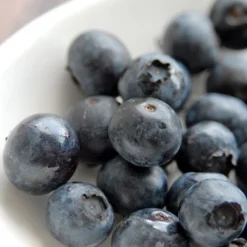 Menu The Berry Patch Collection -US Garden Plants Sales 2024 75120 jersey blueberry plant 1