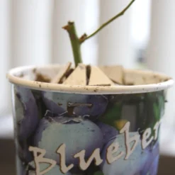 Menu The Berry Patch Collection -US Garden Plants Sales 2024 75120 jersey blueberry plant 3 1