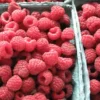 Menu Latham Red Raspberries Plant -US Garden Plants Sales 2024 75121 latham red raspberries plant