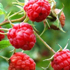 Menu The Berry Patch Collection -US Garden Plants Sales 2024 75123 royalty purple raspberry plant 1