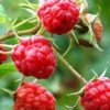 Menu Royalty Purple Raspberry Plant -US Garden Plants Sales 2024 75123 royalty purple raspberry plant