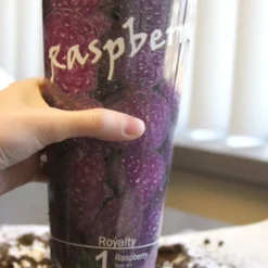 Menu Royalty Purple Raspberry Plant 5 Menu Royalty Purple Raspberry Plant -US Garden Plants Sales 2024 75123 royalty purple raspberry plant 2