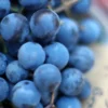 Menu Blue Concord Grape Plant -US Garden Plants Sales 2024 75124 blue concord grape plant