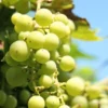 Menu Niagara Green Grape Plant -US Garden Plants Sales 2024 75126 niagara green grape plant 2