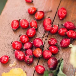 Menu Goji Berry -US Garden Plants Sales 2024 75129 gogi berries