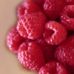 Menu The Berry Patch Collection -US Garden Plants Sales 2024 75131 the berry patch collection 4