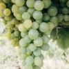 Menu La Crescent White Grape 2 Menu La Crescent White Grape -US Garden Plants Sales 2024 75134 la crescent wine grape