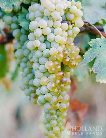 Menu La Crescent White Grape 4 Menu La Crescent White Grape - Image 2