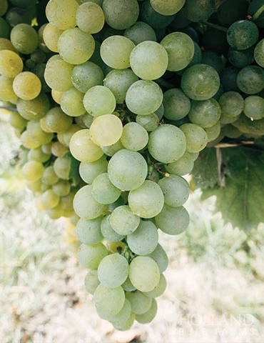 Menu La Crescent White Grape 3 Menu La Crescent White Grape