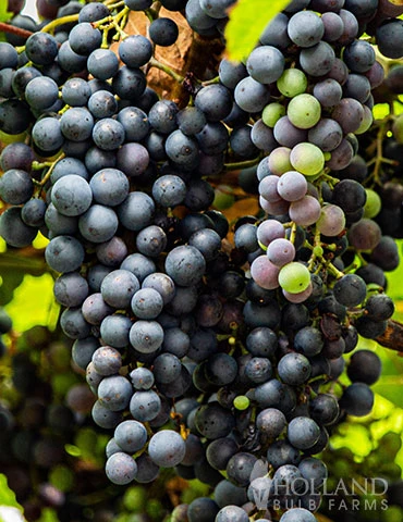 Menu Marquette Blue Grape 3 Menu Marquette Blue Grape