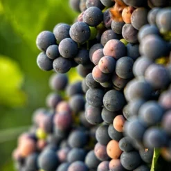 Menu Marquette Blue Grape 5 Menu Marquette Blue Grape -US Garden Plants Sales 2024 75135 marquette grapes