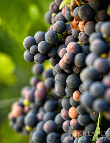 Menu Marquette Blue Grape 4 Menu Marquette Blue Grape - Image 2