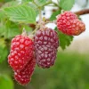 Menu Joan J Raspberry -US Garden Plants Sales 2024 75136 joan j raspberry 2