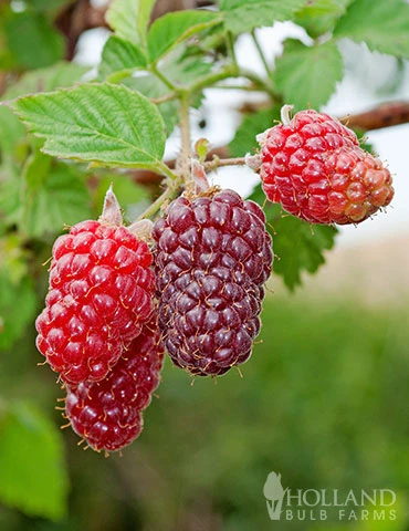 Menu Joan J Raspberry 3 Menu Joan J Raspberry