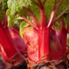 Menu Crimson Red Rhubarb -US Garden Plants Sales 2024 75147 crimson red rhubarb 1