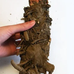 Menu Strawberry Rhubarb Pie Collection -US Garden Plants Sales 2024 75147 crimson red rhubarb 2