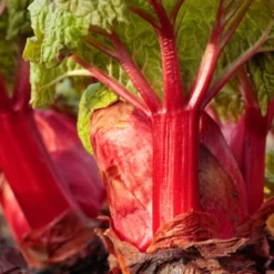 Menu Strawberry Rhubarb Pie Collection -US Garden Plants Sales 2024 75147 crimson red rhubarb