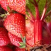 Menu Strawberry Rhubarb Pie Collection -US Garden Plants Sales 2024 75148 strawberry rhubarb pie collection