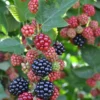 Menu Chester Blackberry -US Garden Plants Sales 2024 75154
