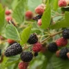 Menu Triple Crown Blackberry -US Garden Plants Sales 2024 75155