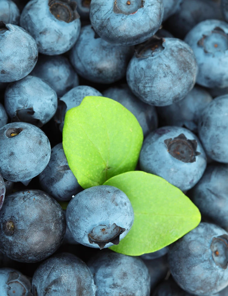 Menu Patriot Blueberry 3 Menu Patriot Blueberry