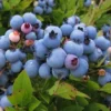 Menu Blueray Blueberry -US Garden Plants Sales 2024 75157