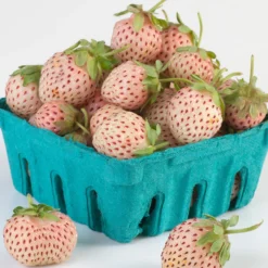 Menu Natural Albino Pineberry 7 Menu Natural Albino Pineberry -US Garden Plants Sales 2024 75159 2