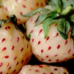 Menu Natural Albino Pineberry 6 Menu Natural Albino Pineberry -US Garden Plants Sales 2024 75159