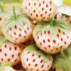 Menu Natural Albino Pineberry -US Garden Plants Sales 2024 75159 white strawberries