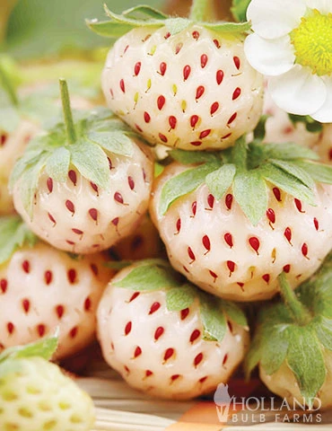 Menu Natural Albino Pineberry 3 Menu Natural Albino Pineberry