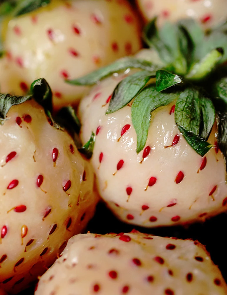 Menu Natural Albino Pineberry 4 Menu Natural Albino Pineberry - Image 2