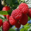 Menu Tula Magic Raspberry -US Garden Plants Sales 2024 75160
