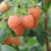 Menu Double Gold Raspberry -US Garden Plants Sales 2024 75161