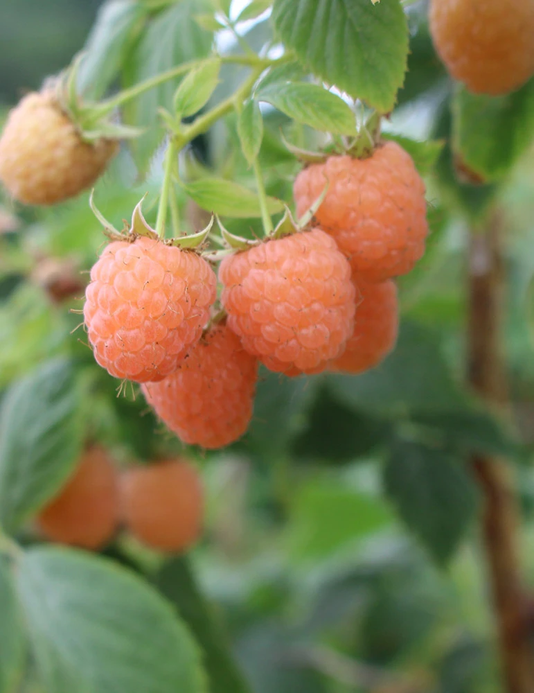 Menu Double Gold Raspberry 3 Menu Double Gold Raspberry